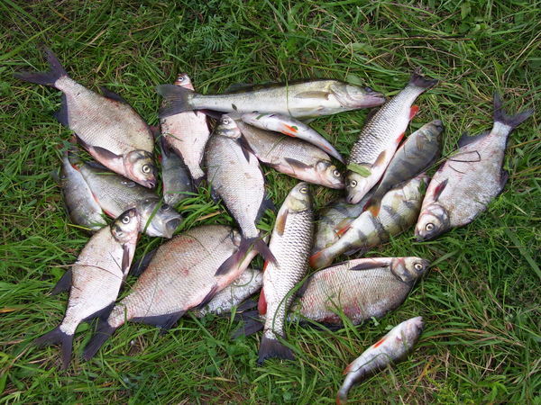 Курские районы запрещают селянам ловить рыбу в общественных водоёмах