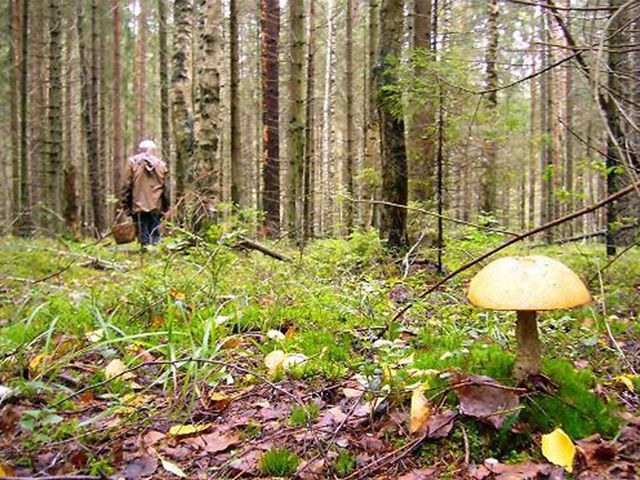 В Курске пенсионерка пошла за грибами и не вернулась