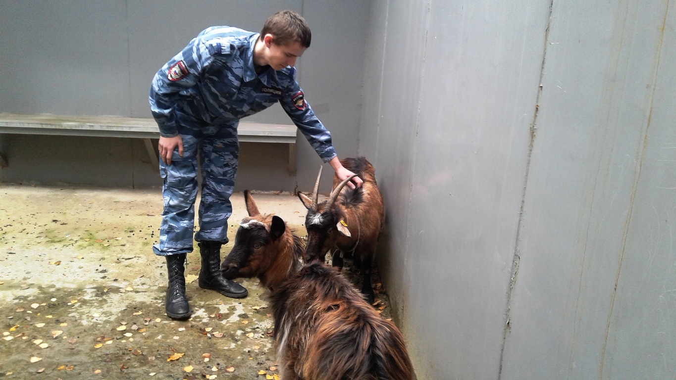 В Курской области коза с козленком забрались в многоэтажку